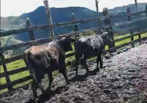 vaques6